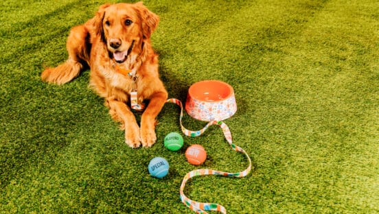 Dog lying by dog toys.